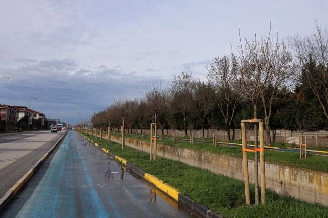 Sakarya'da yeni dikilen 2 bin 500 ağaç, doğal yaşamı desteklemek ve çevreyi güzelleştirmek amacıyla.