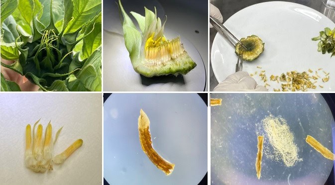 TÜBİTAK’tan Ayçiçeğinde Anter Kültürüyle Saf Hat Islahı Çalışmalarına Akademik Destek