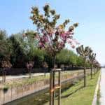 Sakarya’da Sakura Ağaçları Şehir Estetiğine Bahar Canlılığı Getirdi