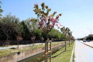 Sakarya’da Sakura Ağaçları Şehir Estetiğine Bahar Canlılığı Getirdi